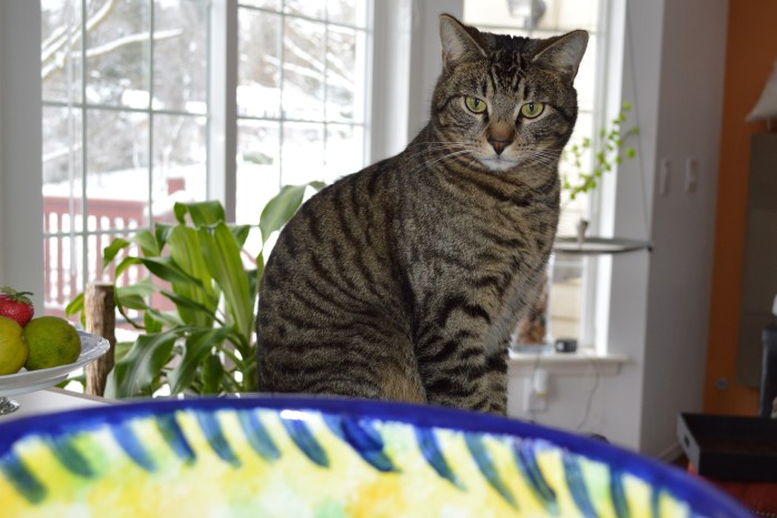Apple Fritter Helper