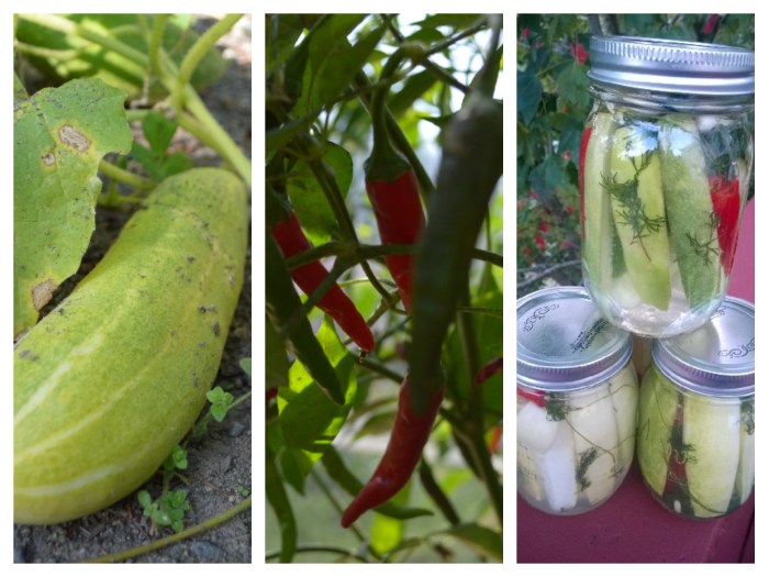 Pickled cucumbers